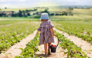 Toddler in berry field picking strawberries on sunny day to highlight safe food